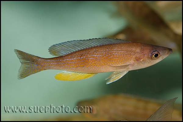 Cyprichromis pavo 'Kantalamba'
